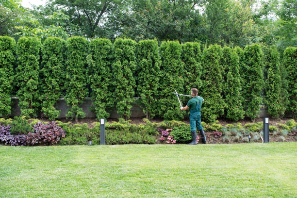 Large Tree Removal